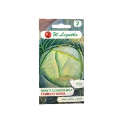 KAPUSTA GŁOWIASTA BIAŁA-KAMIENNA GŁOWA