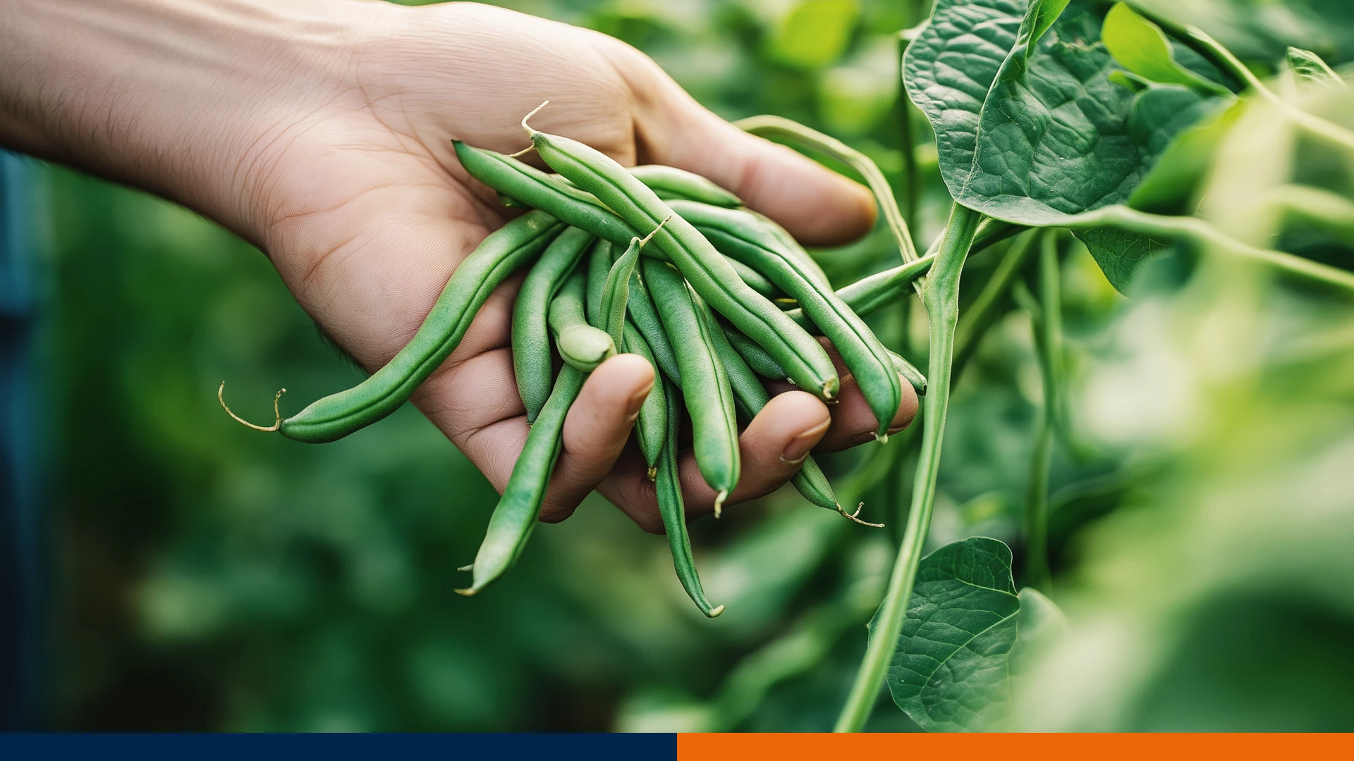 Fasola Ozdobna: Trująca czy Jadalna? Kompletny Przewodnik po Bezpiecznej Uprawie