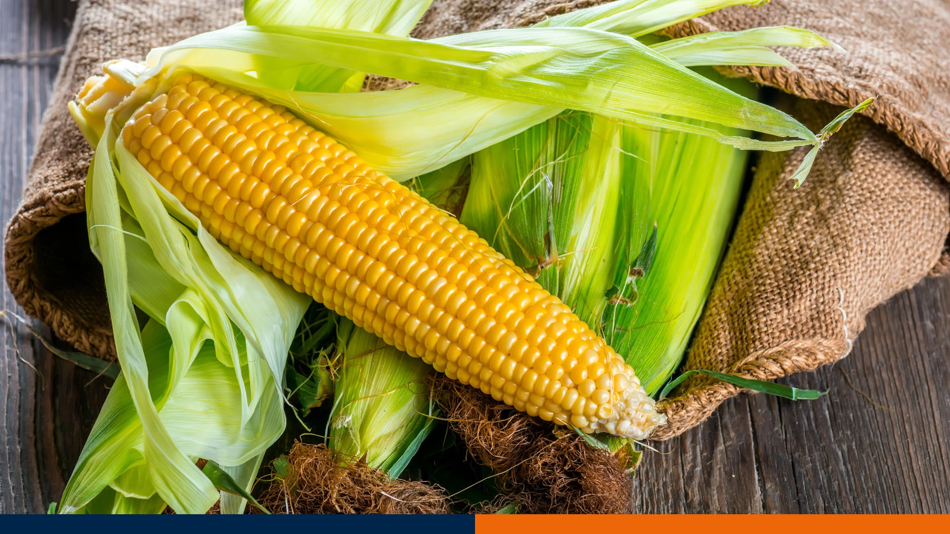 Kukurydza na ziarno czy na kiszonkę? Praktyczny przewodnik, który pomoże Ci wybrać idealną odmianę