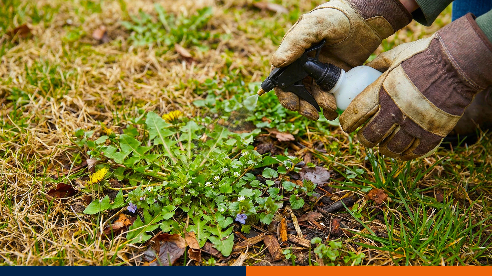 Jak skutecznie zwalczyć chwasty dwuliścienne zanim ruszy wegetacja? Przegląd herbicydów