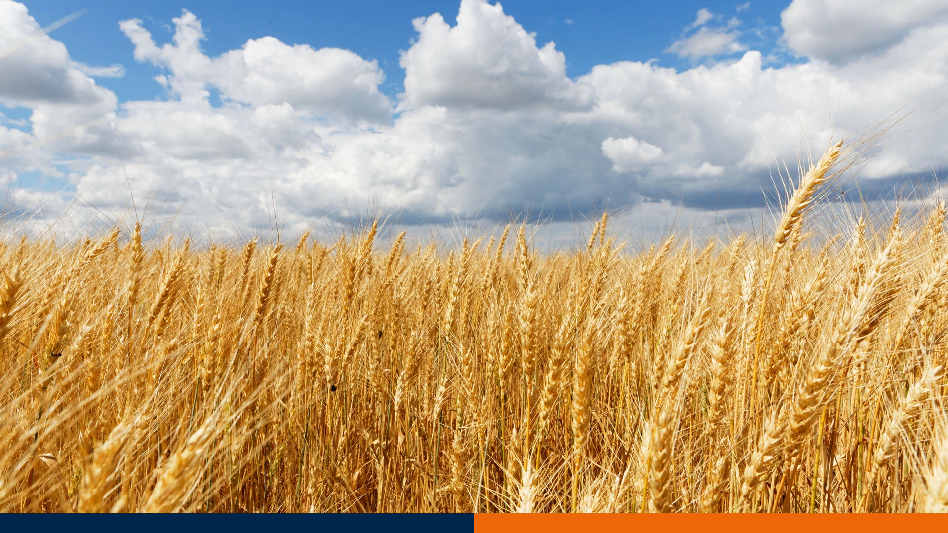 Wyleganie zbóż: to nie tylko wina pogody. Poznaj 5 ukrytych przyczyn i naucz się im zapobiegać.