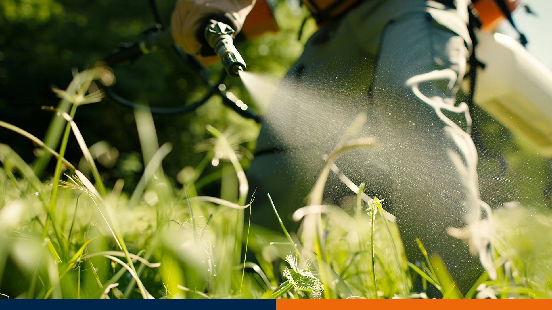 Kiedy pryskać na przędziorka? Kalendarz zabiegów dla sadu i warzyw