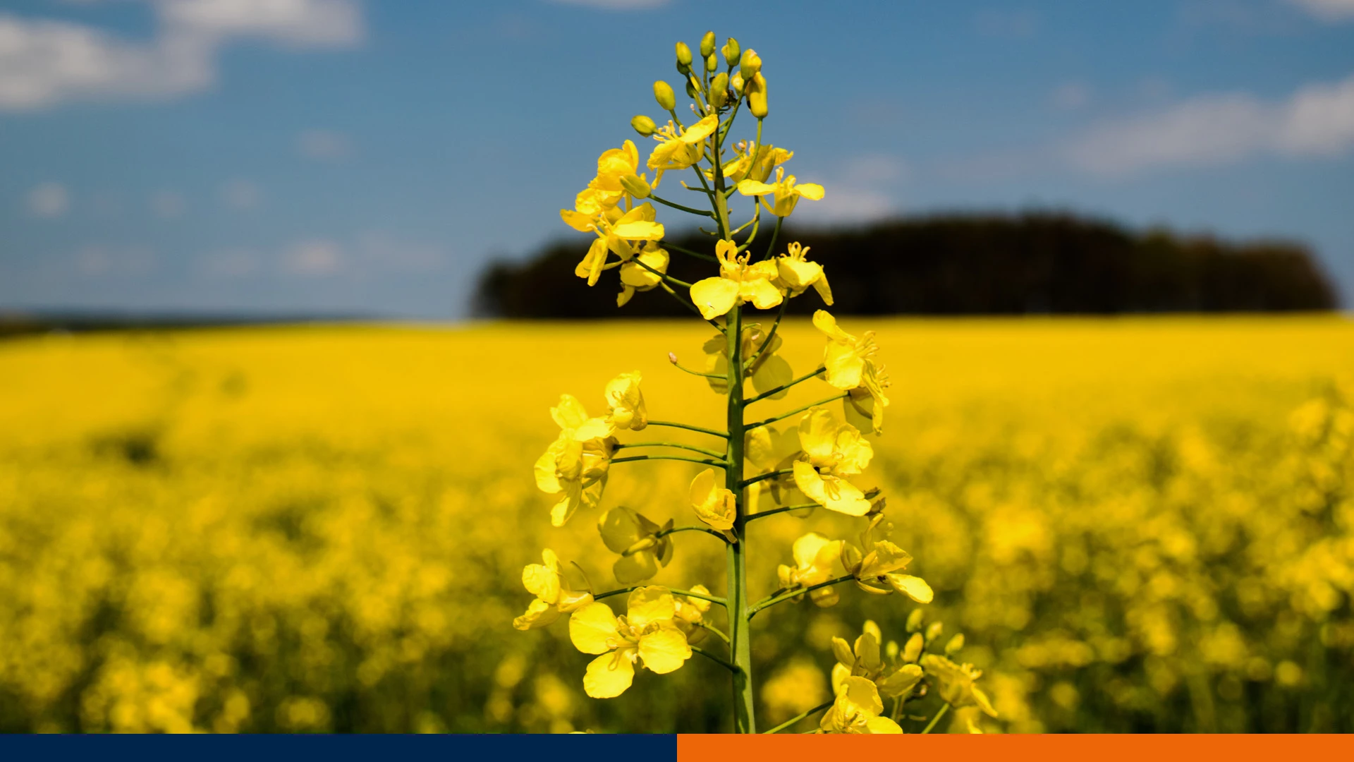 Rzepak hybrydowy czy populacyjny? Szczere porównanie kosztów, plonów i zysków.