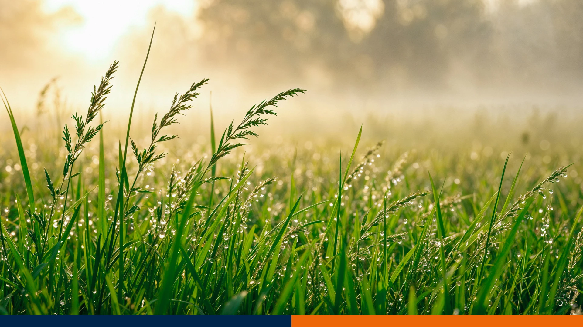 Kiedy stosować Agil-S 100 EC, by działał na 100%? Optymalne warunki i najczęstsze błędy.